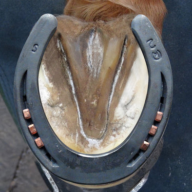 STANDARD TOE WEIGHT Horseshoes