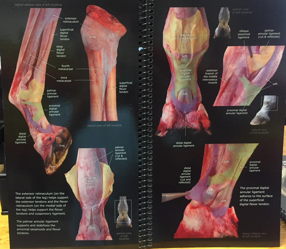 Tendons and Ligaments of the Equine